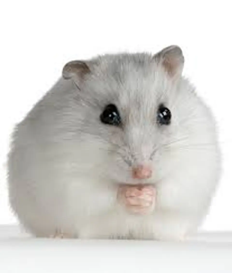 Hamster Ruso 1