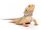 Dragon Barbudo (Pogona Vitticeps) - Miniatura 1