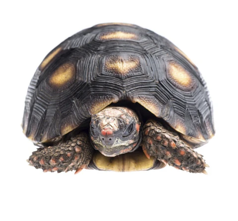 Tortuga Carbonaria (Chelonoidis Carbonaria)