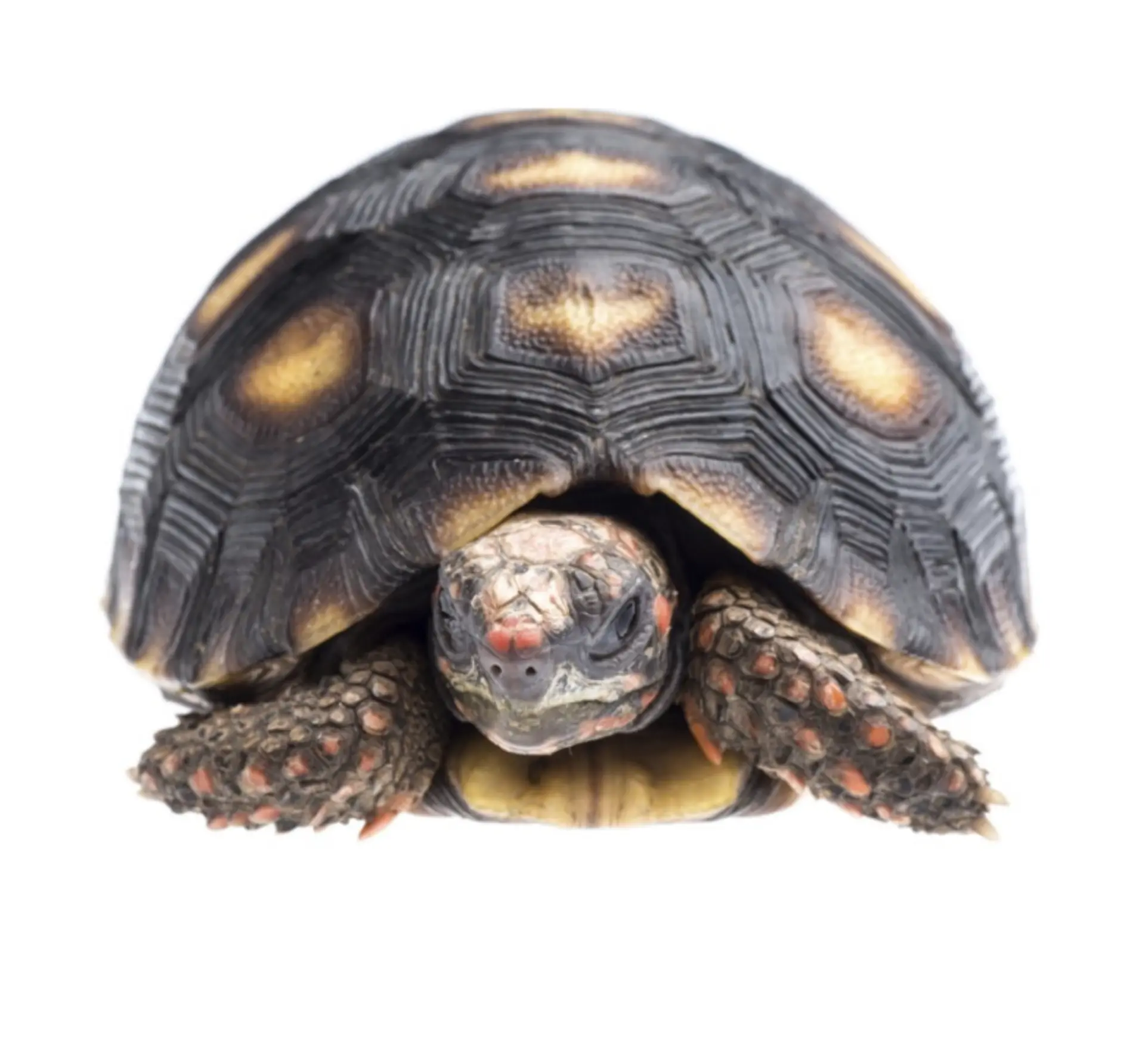 Tortuga Carbonaria (Chelonoidis Carbonaria) 1
