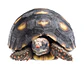 Tortuga Carbonaria (Chelonoidis Carbonaria) - Miniatura 1
