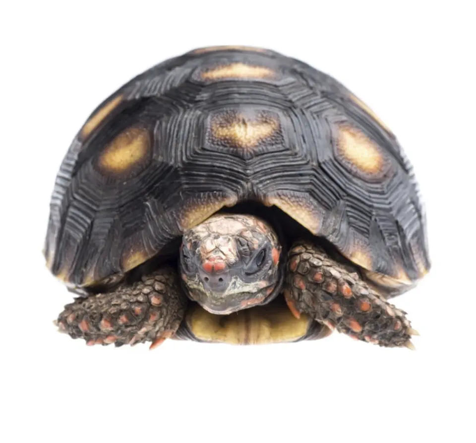 Tortuga Carbonaria (Chelonoidis Carbonaria) 1