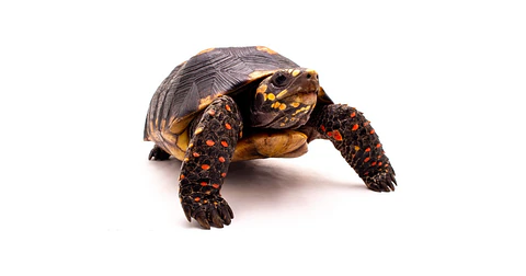 Tortuga Carbonaria (Chelonoidis Carbonaria)