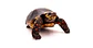 Tortuga Carbonaria (Chelonoidis Carbonaria) - Miniatura 2