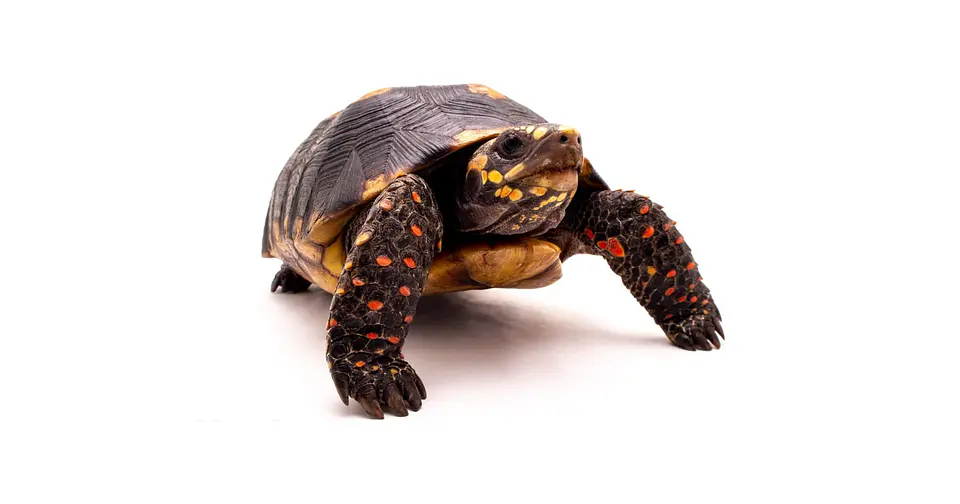 Tortuga Carbonaria (Chelonoidis Carbonaria) 2