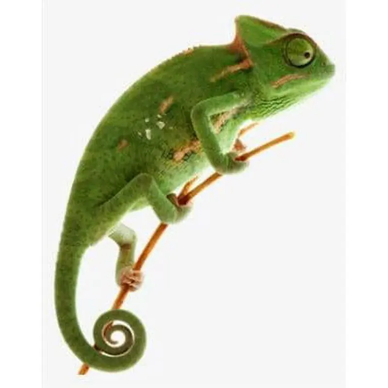 Camaleón velado (Chamaeleo calyptratus) de perfil, con su característica cresta en forma de casco