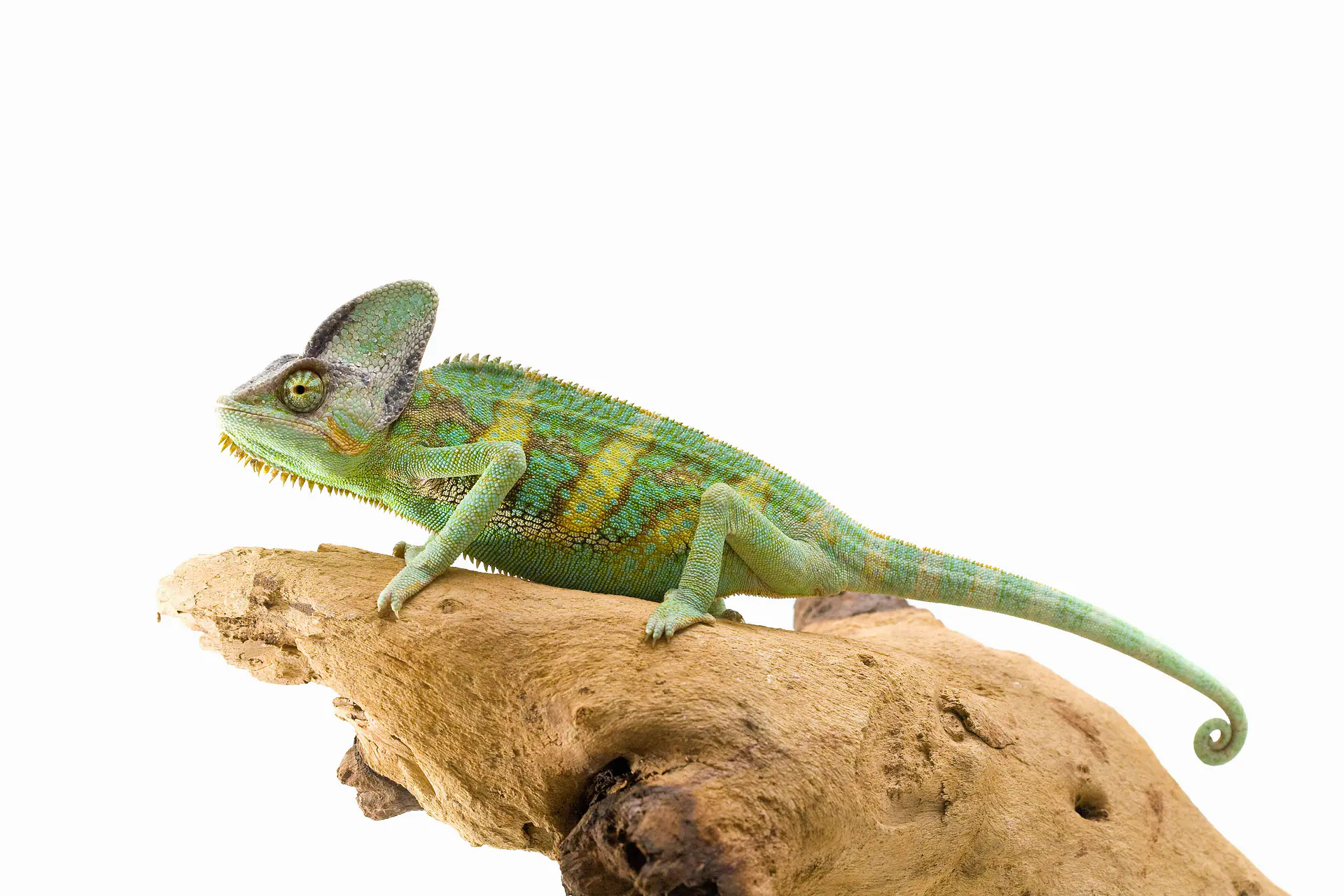 Camaleón velado (Chamaeleo Calyptratus) 2
