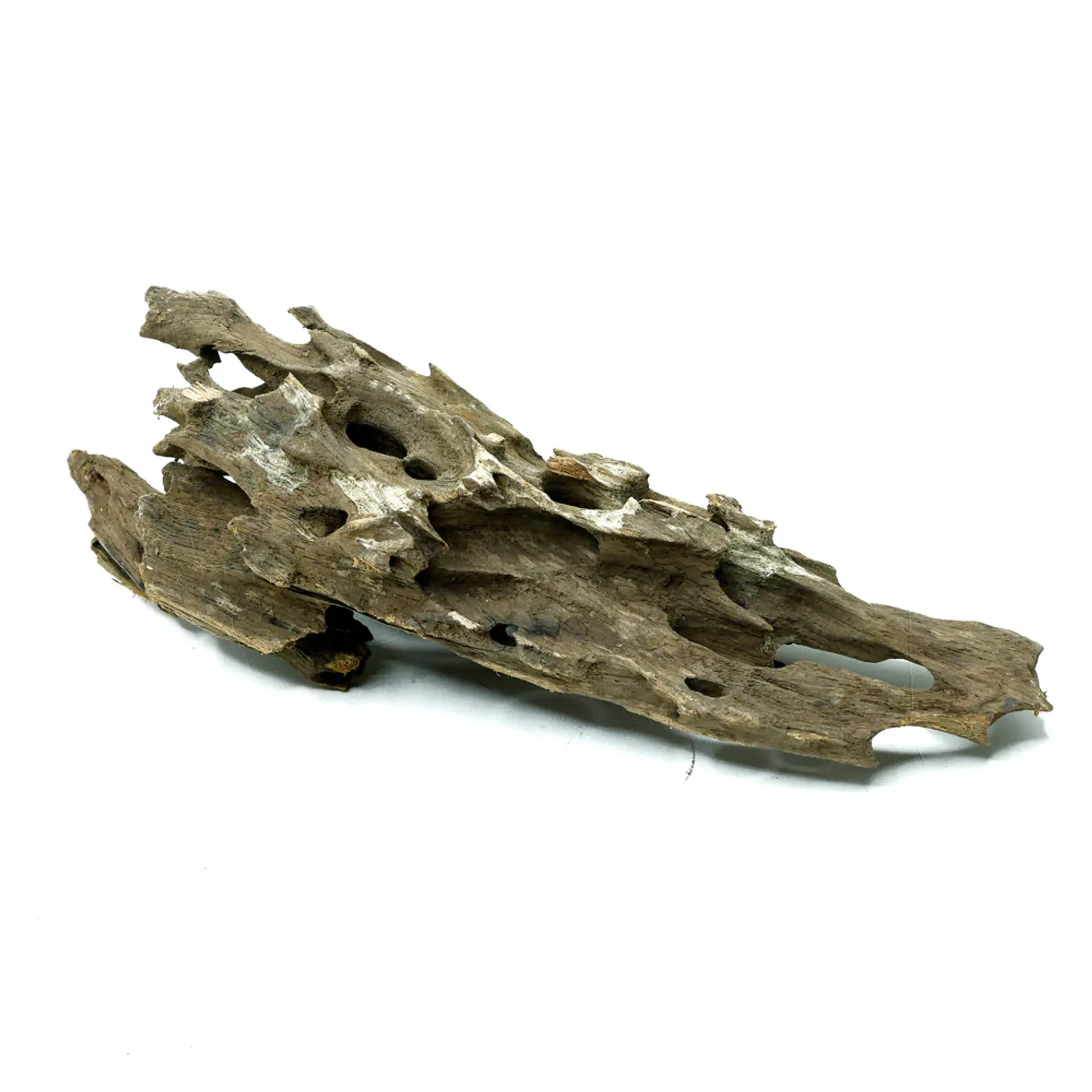 Tronco Shrimp wood 15-25 cm 450 g 3