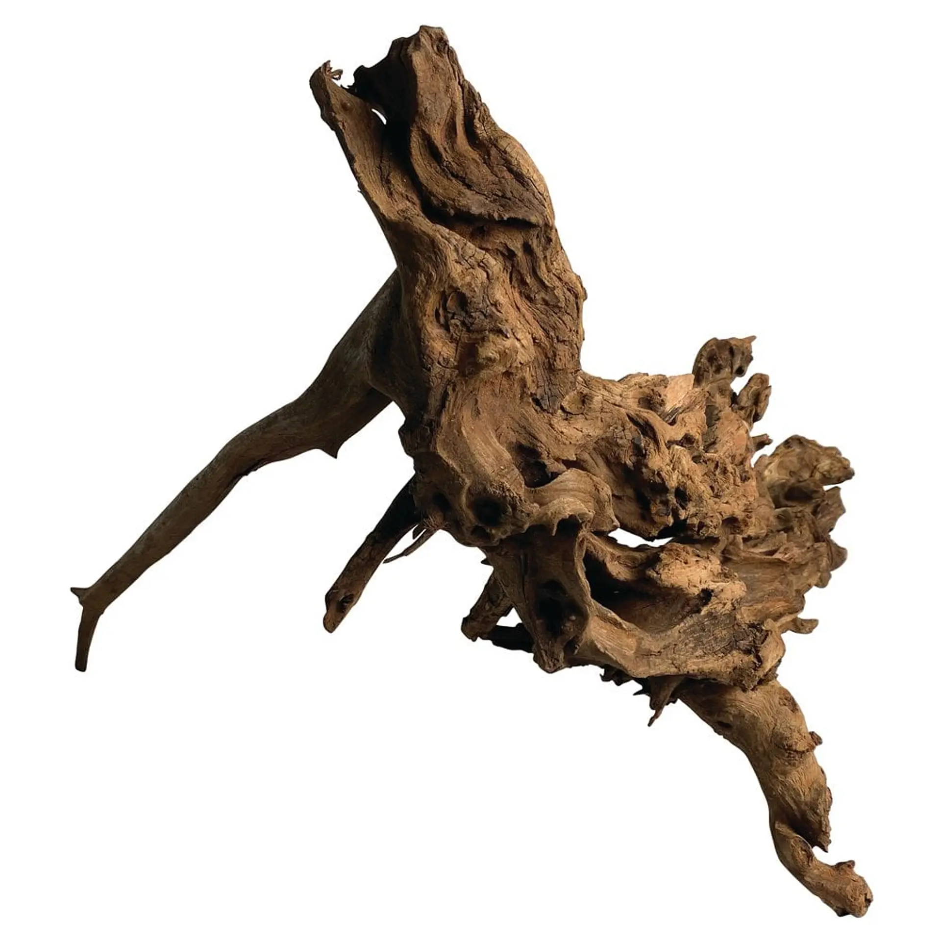 Tronco Mopani 15-25 cm 500g 1