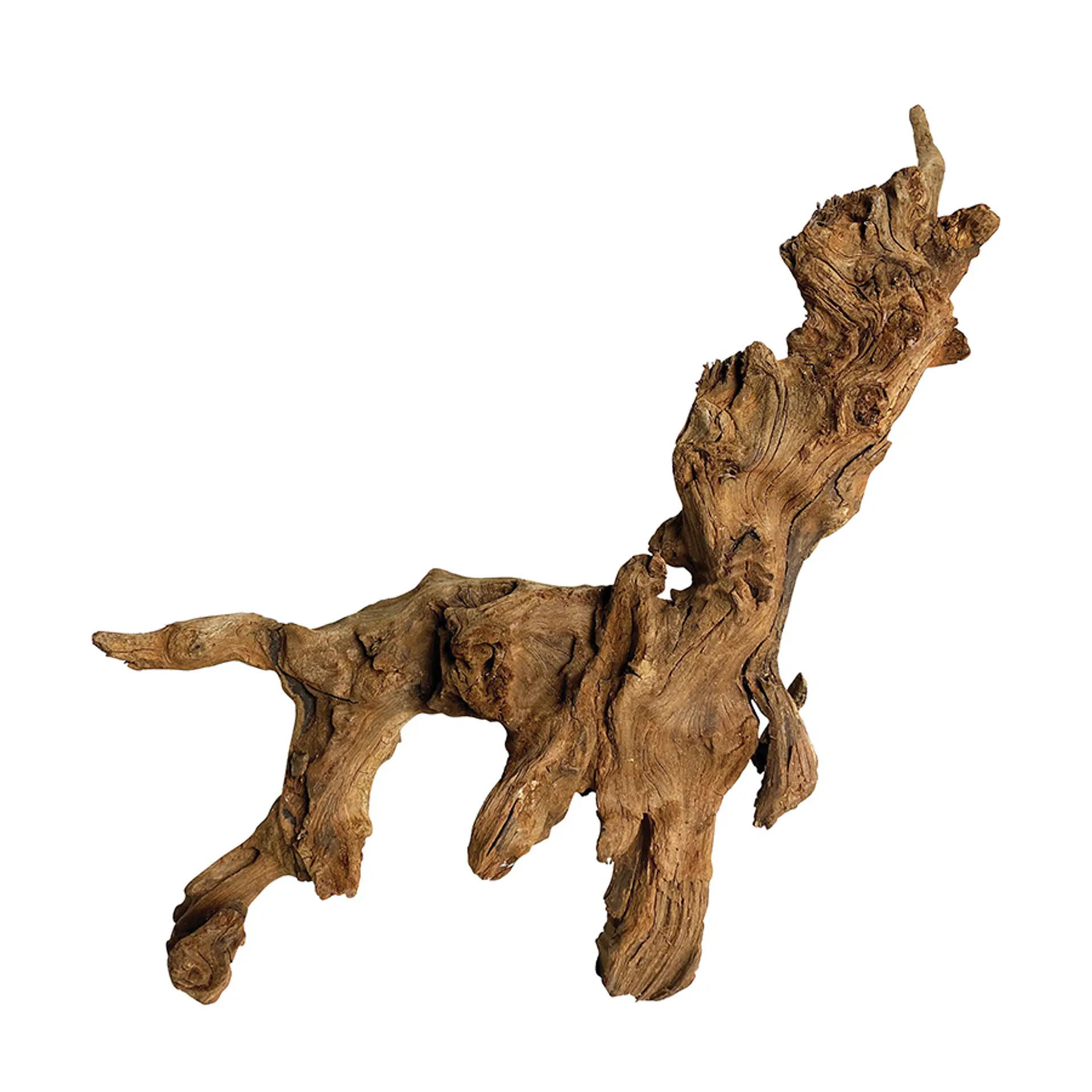 Tronco Mopani 15-25 cm 500g 2