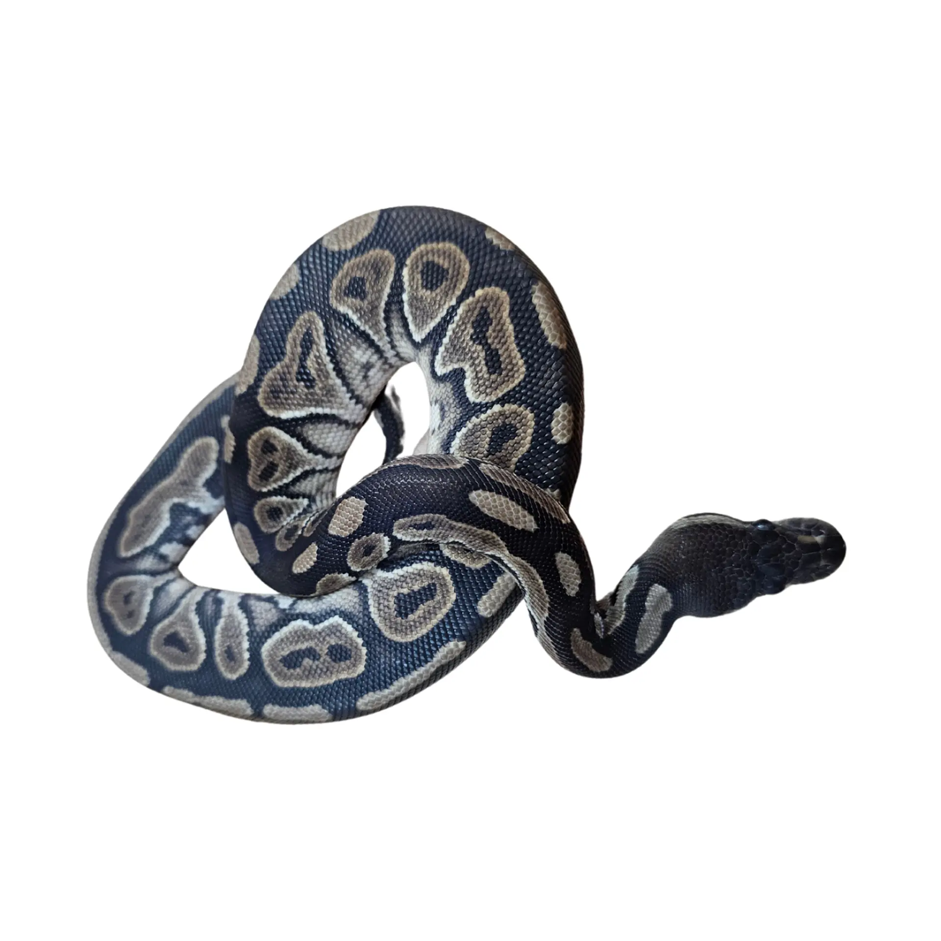 Pitón Bola Cinnamon Fire Vanilla 2