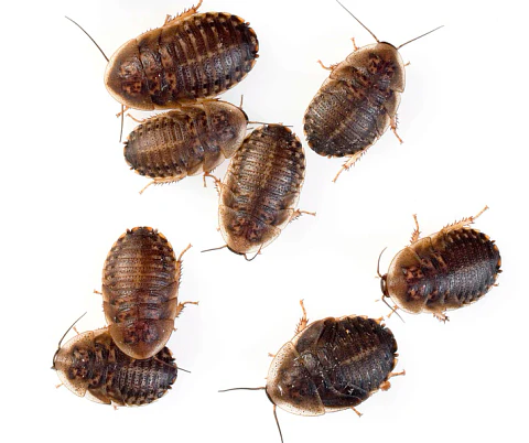 50 unidades Cucarachas Dubias Alimento vivo
