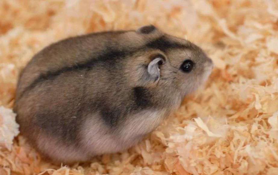 Hamster Chino