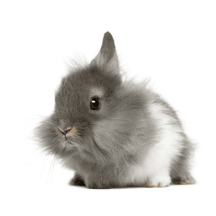 Conejo cabeza de león