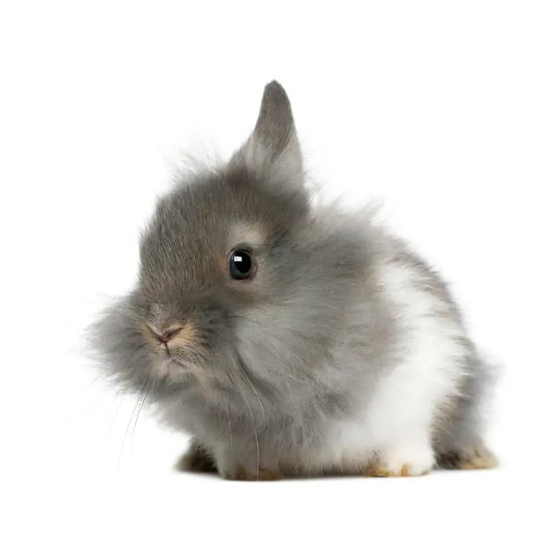 Conejo cabeza de león, una de las razas más buscadas como mascota