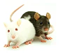 Ratones domesticos mus musculus - Miniatura 2