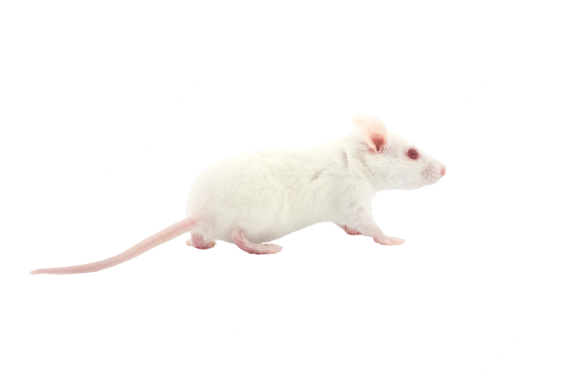Ratones domesticos mus musculus 1