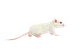 Ratones domesticos mus musculus - Miniatura 1