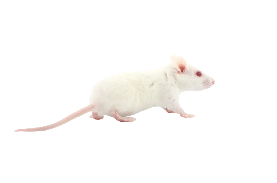 Ratones domesticos mus musculus 1