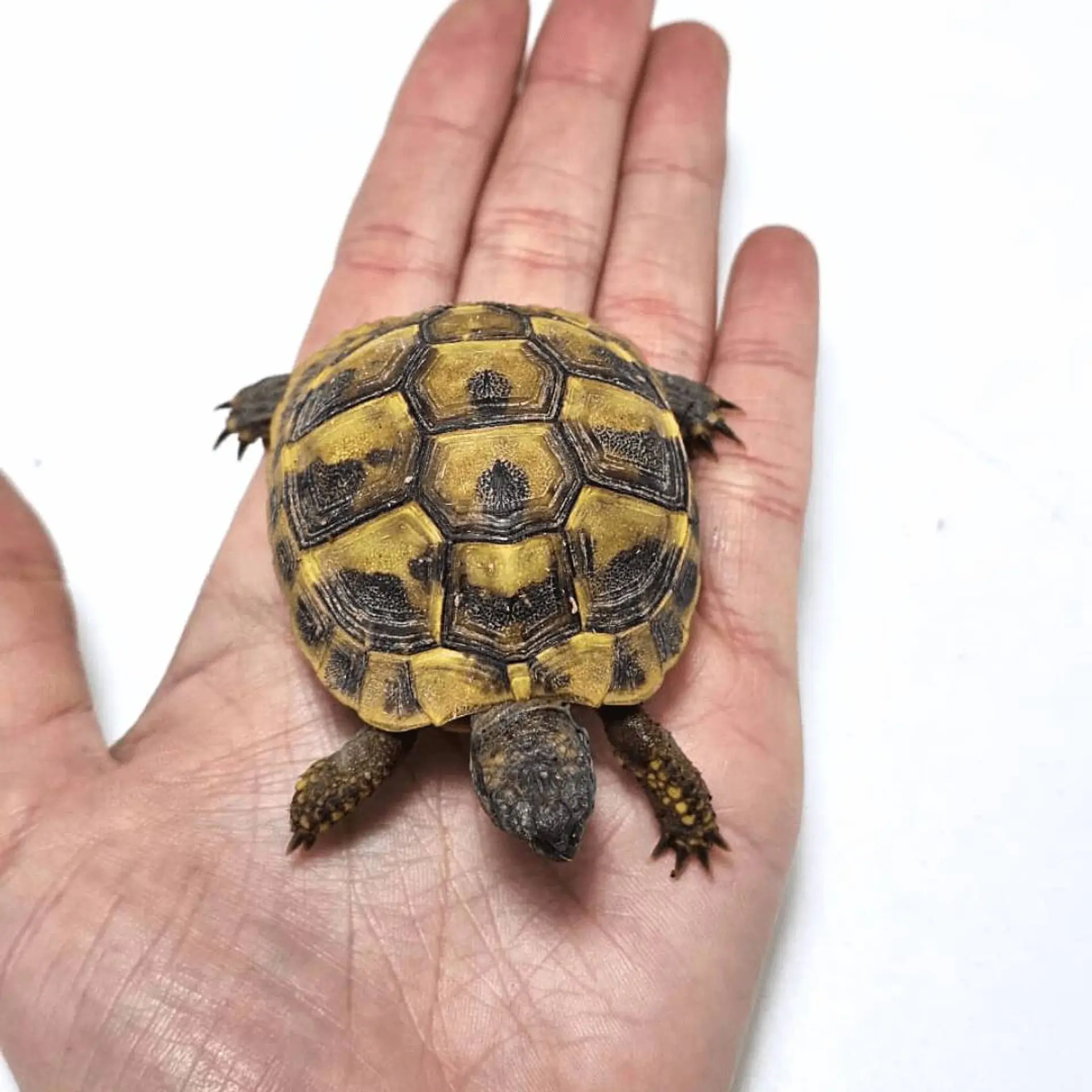 Tortuga mediterránea Testudo hermanni de 5 a 6 cm 2