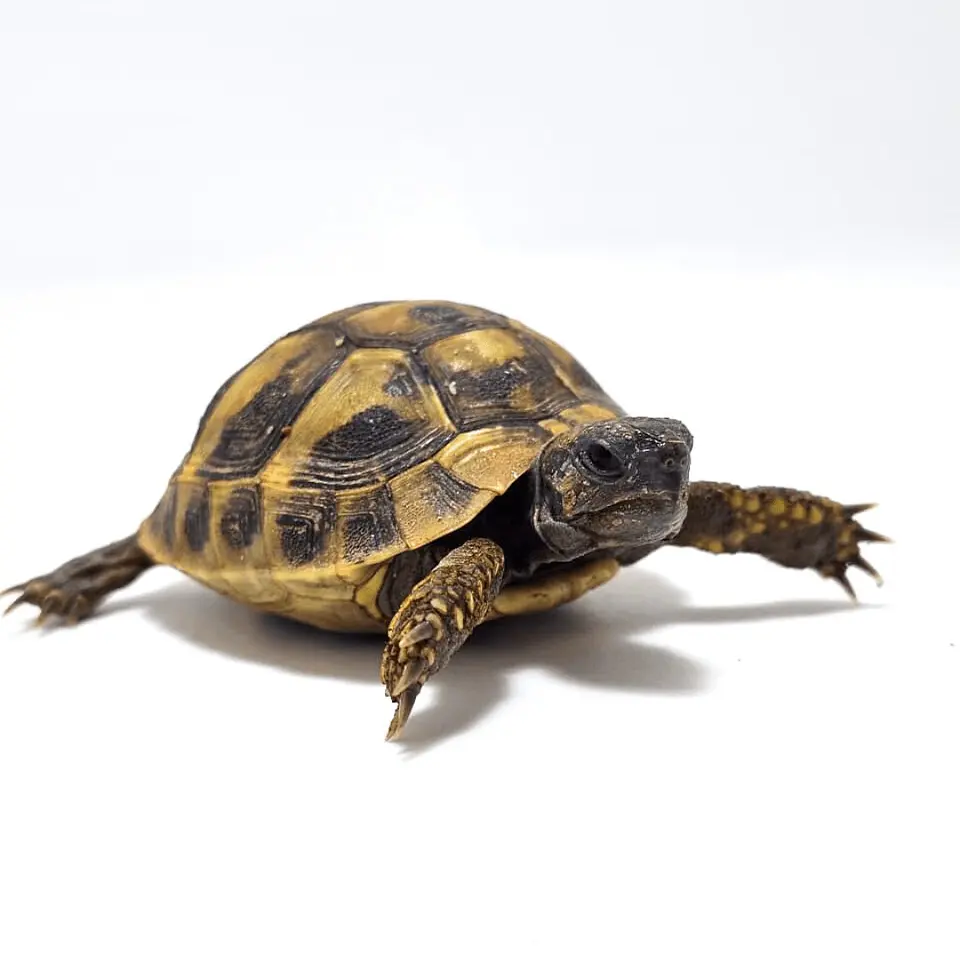 Tortuga mediterránea Testudo hermanni de 5 a 6 cm 3
