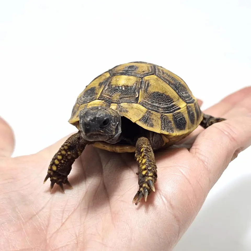 Tortuga mediterránea Testudo hermanni de 5 a 6 cm 4