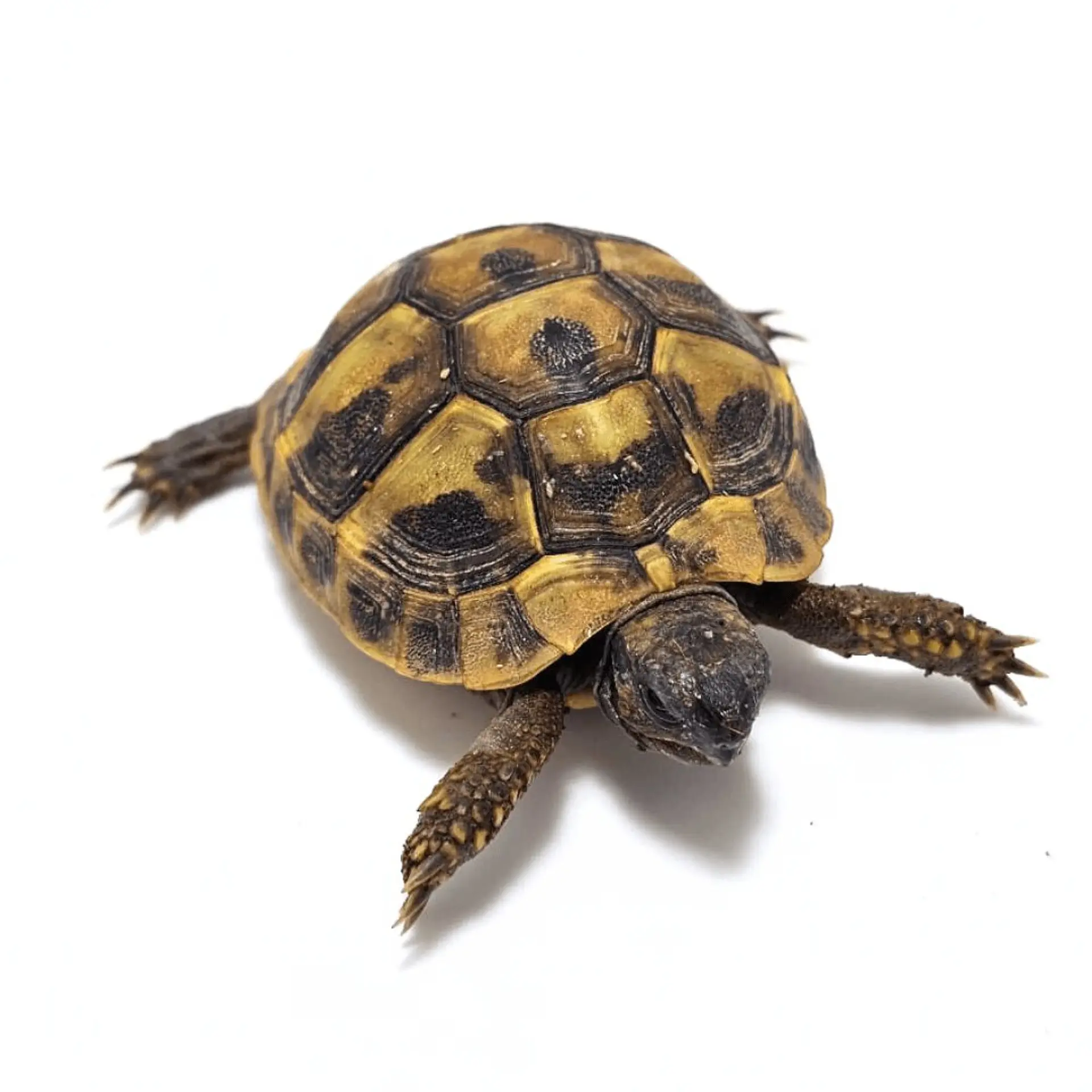 Tortuga mediterránea Testudo hermanni de 5 a 6 cm 5