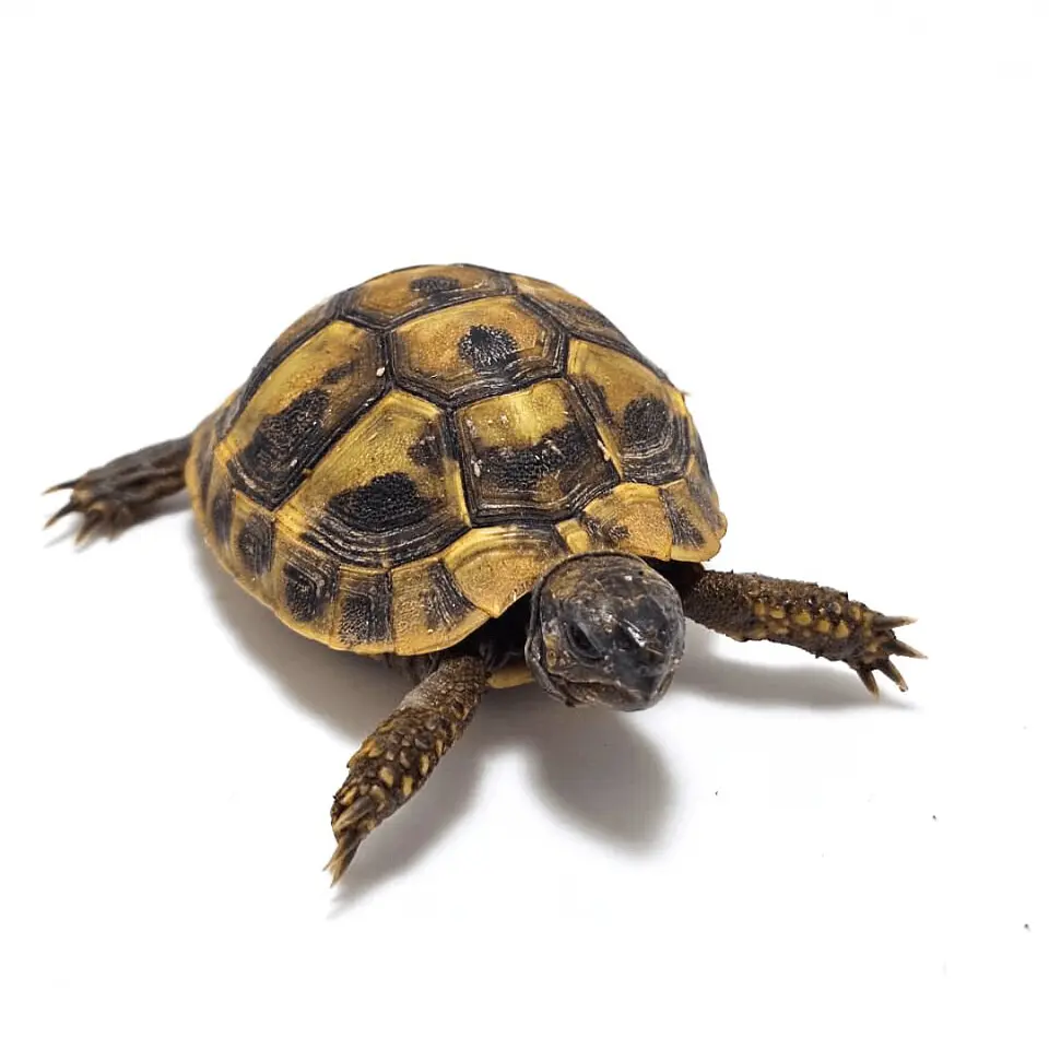 Tortuga mediterránea Testudo hermanni de 5 a 6 cm 7