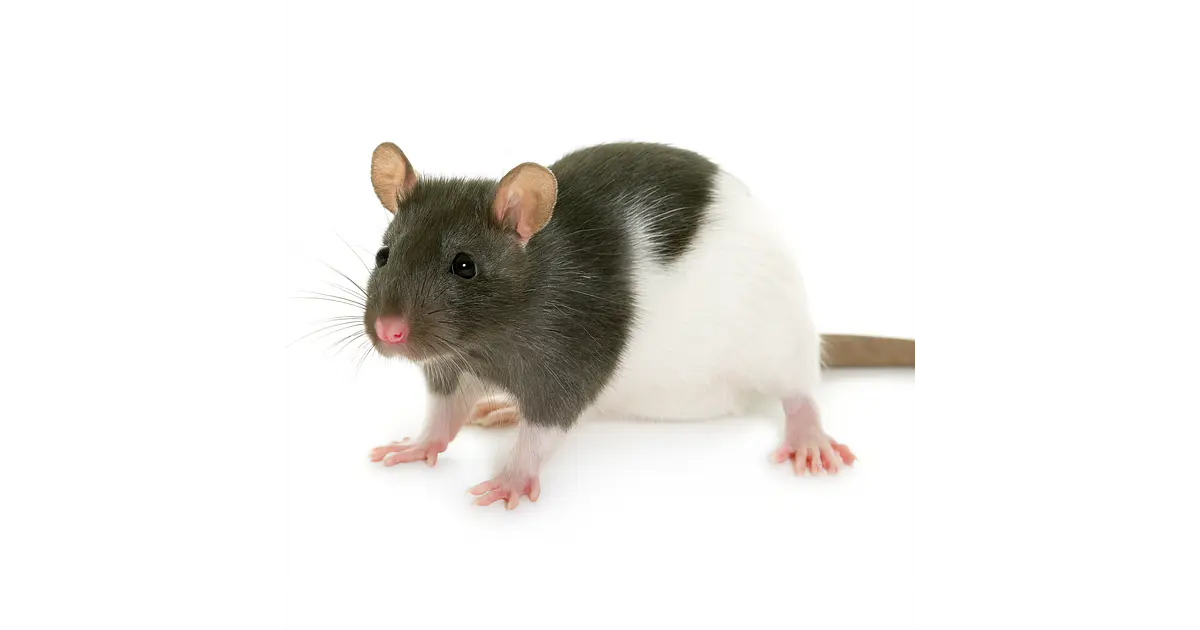 Rata como Mascota Chile - Roedor Inteligente y Sociable