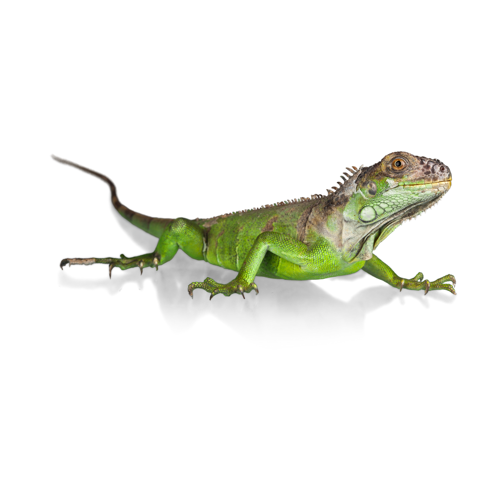 Iguana Verde Cría