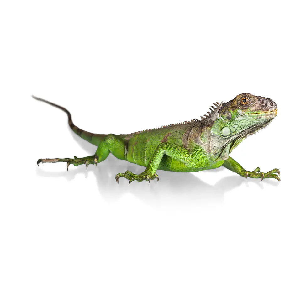 Iguana Verde Cría 1