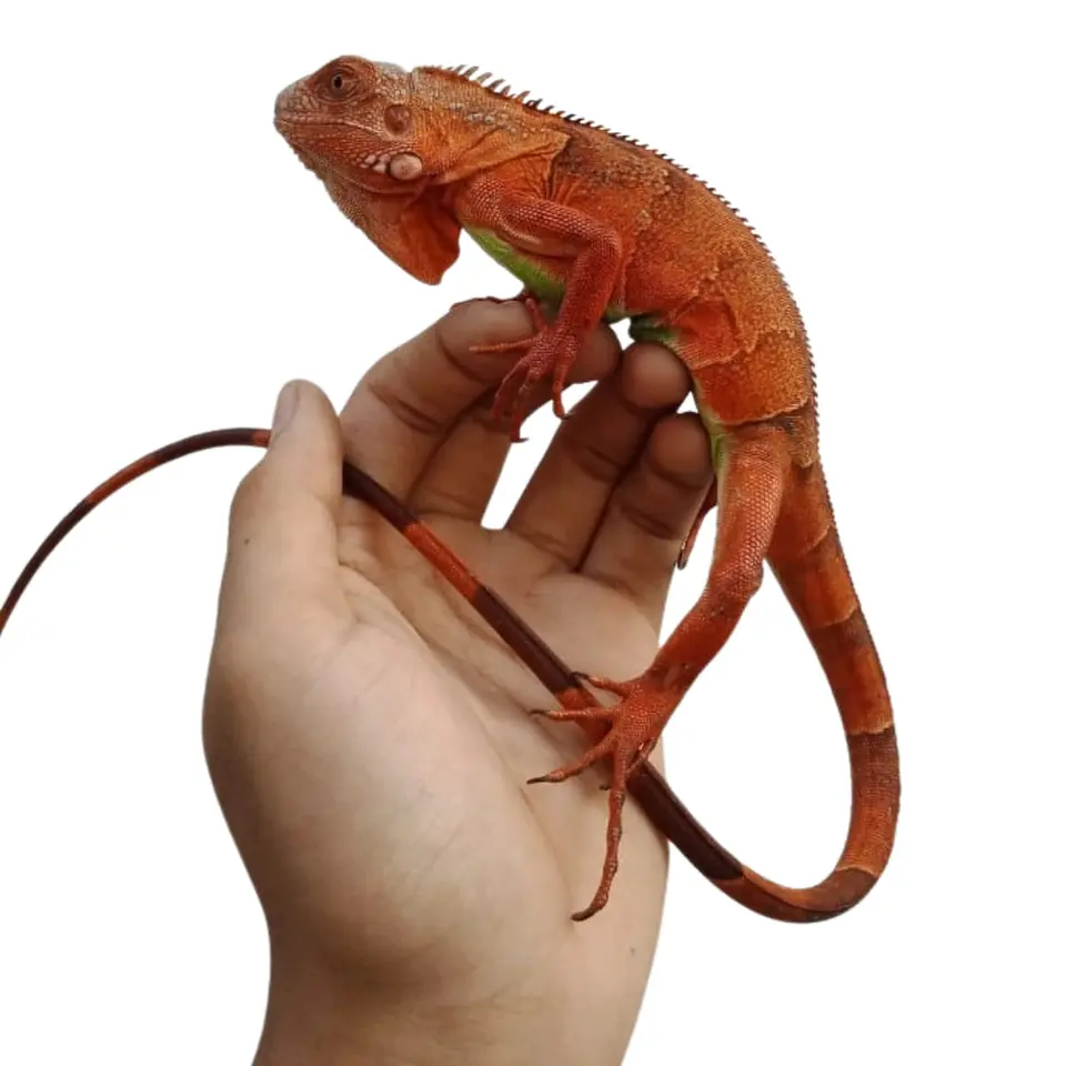 Iguana Roja Cría 1