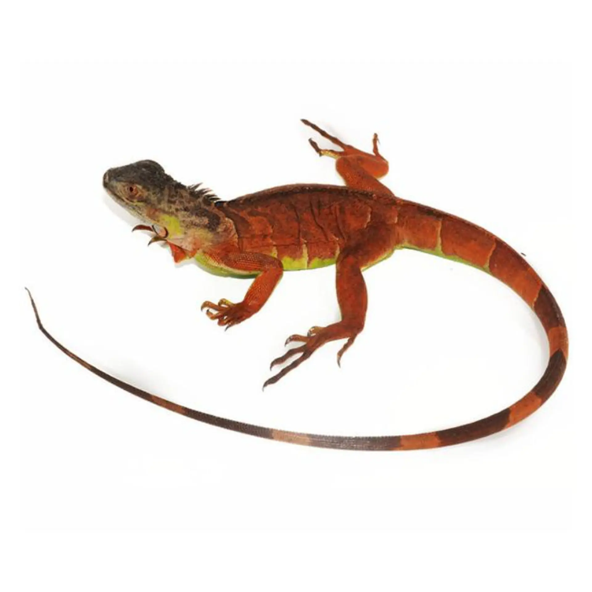 Iguana Roja Cría 2