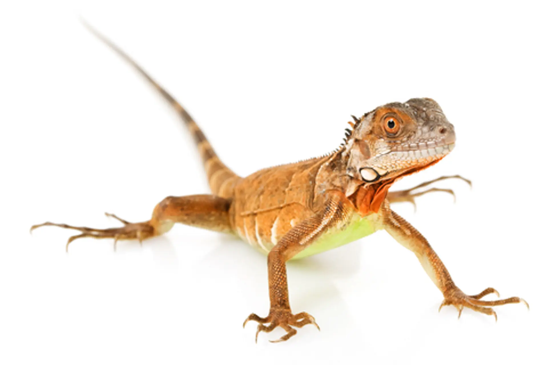 Iguana Roja Cría 3