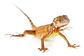 Iguana Roja Cría - Miniatura 3