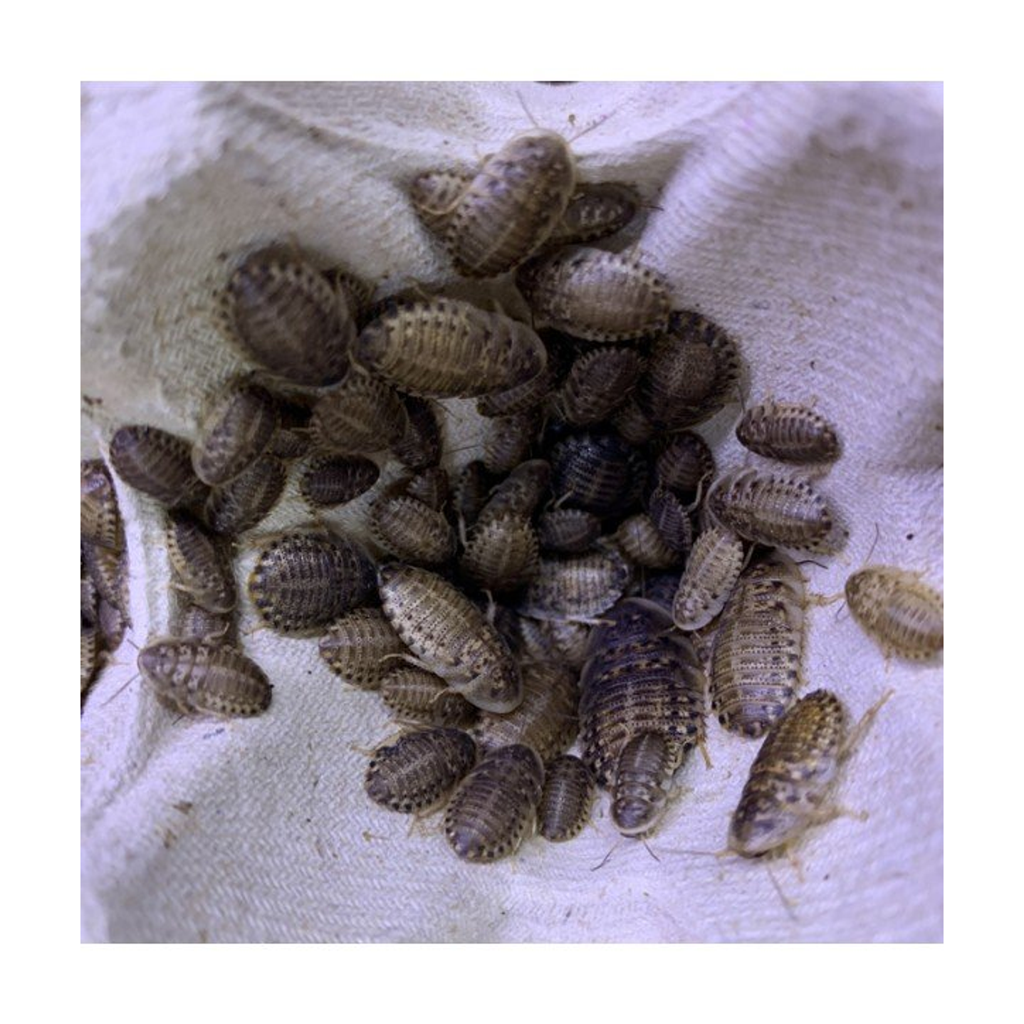 50 unidades Cucarachas Dubias Alimento vivo 3