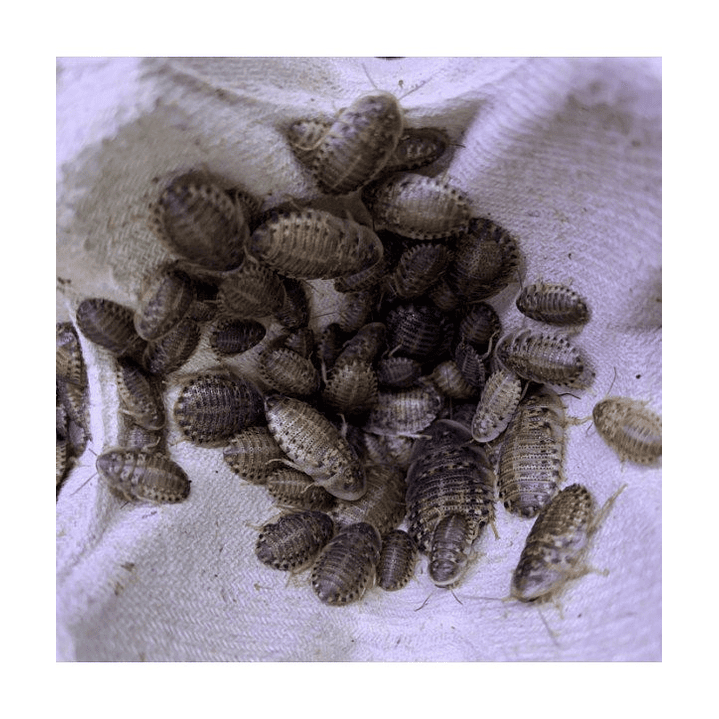 50 unidades Cucarachas Dubias Alimento vivo 3