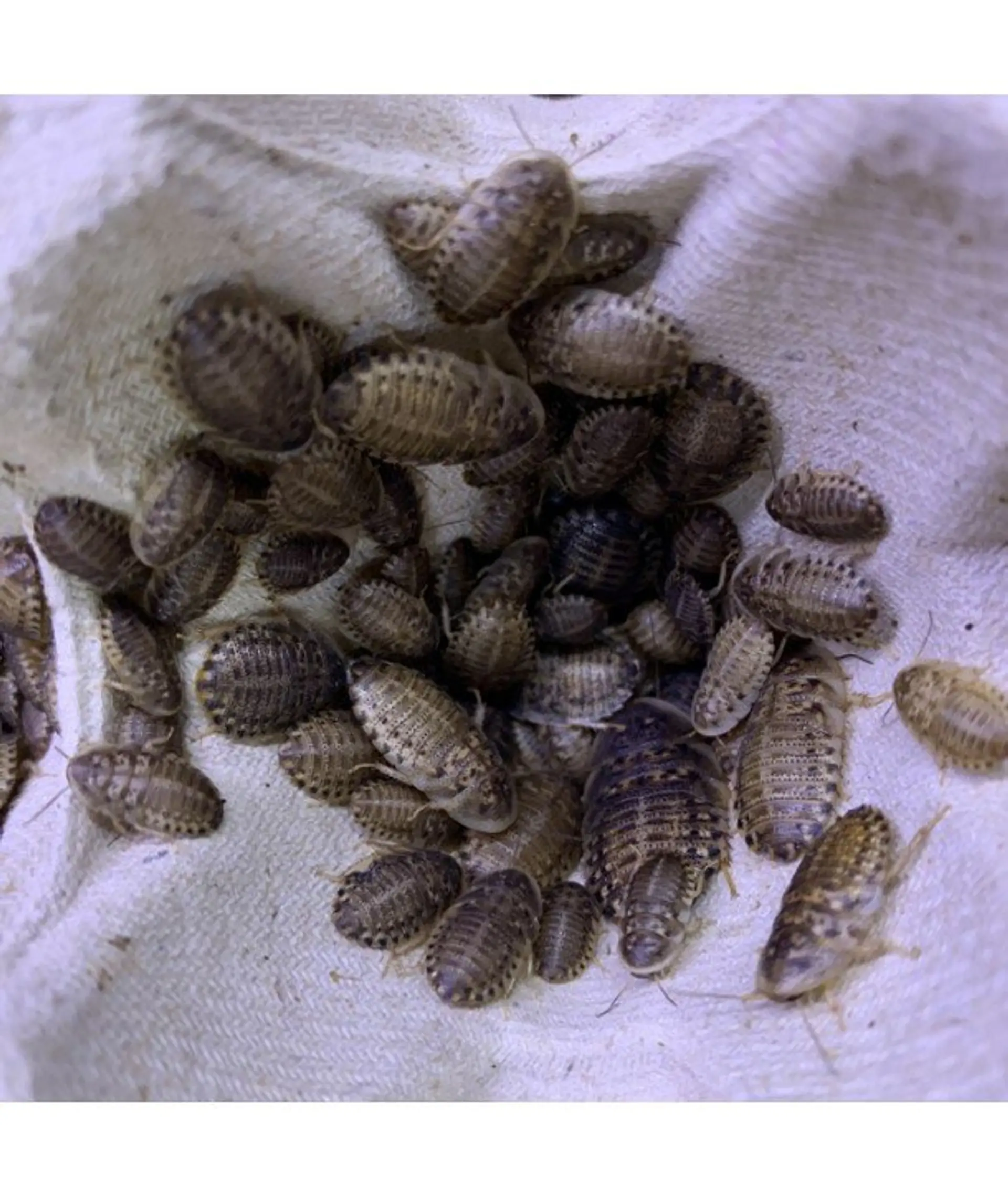 50 unidades Cucarachas Dubias Alimento vivo 3