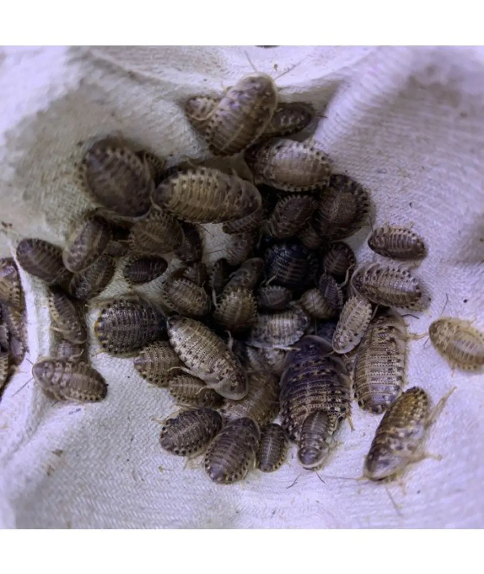 50 unidades Cucarachas Dubias Alimento vivo 3
