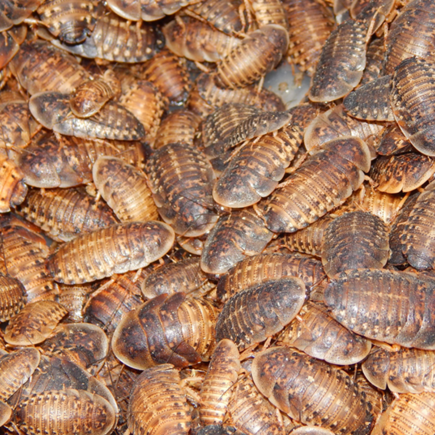 50 unidades Cucarachas Dubias Alimento vivo 4