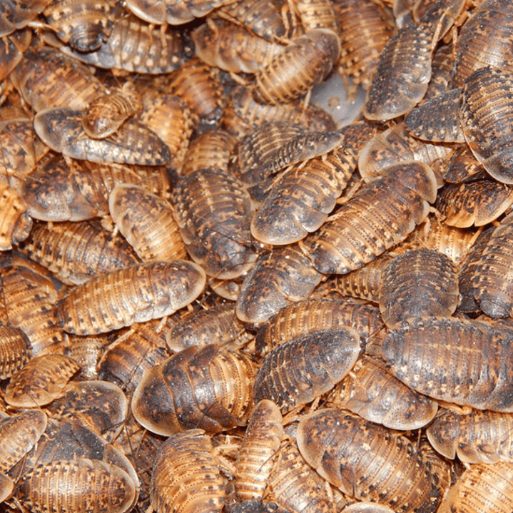 50 unidades Cucarachas Dubias Alimento vivo 4