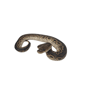 Piton Bola Fase Cinnamon