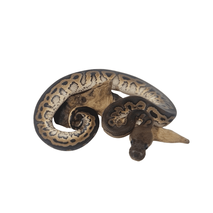 Piton Bola Fase Cinnamon 3