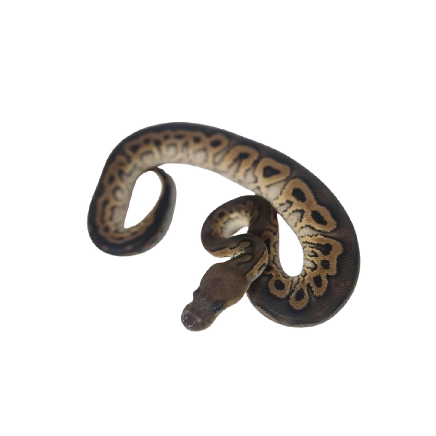 Piton Bola Fase Cinnamon 4