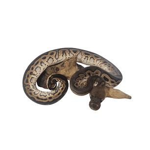 Piton Bola Fase Cinnamon