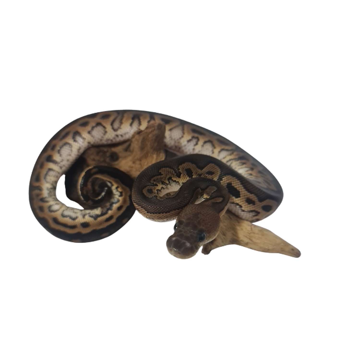 Piton Bola Fase Cinnamon 5