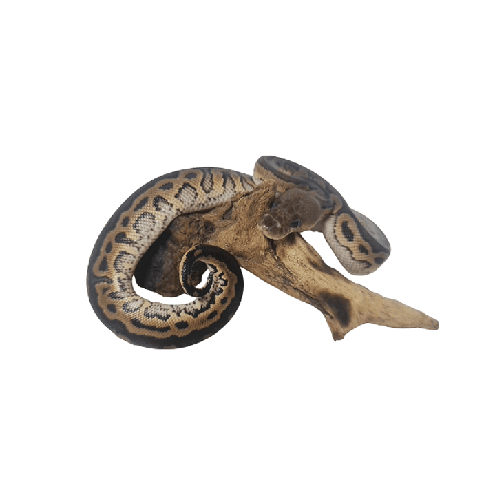 Piton Bola Fase Cinnamon 6