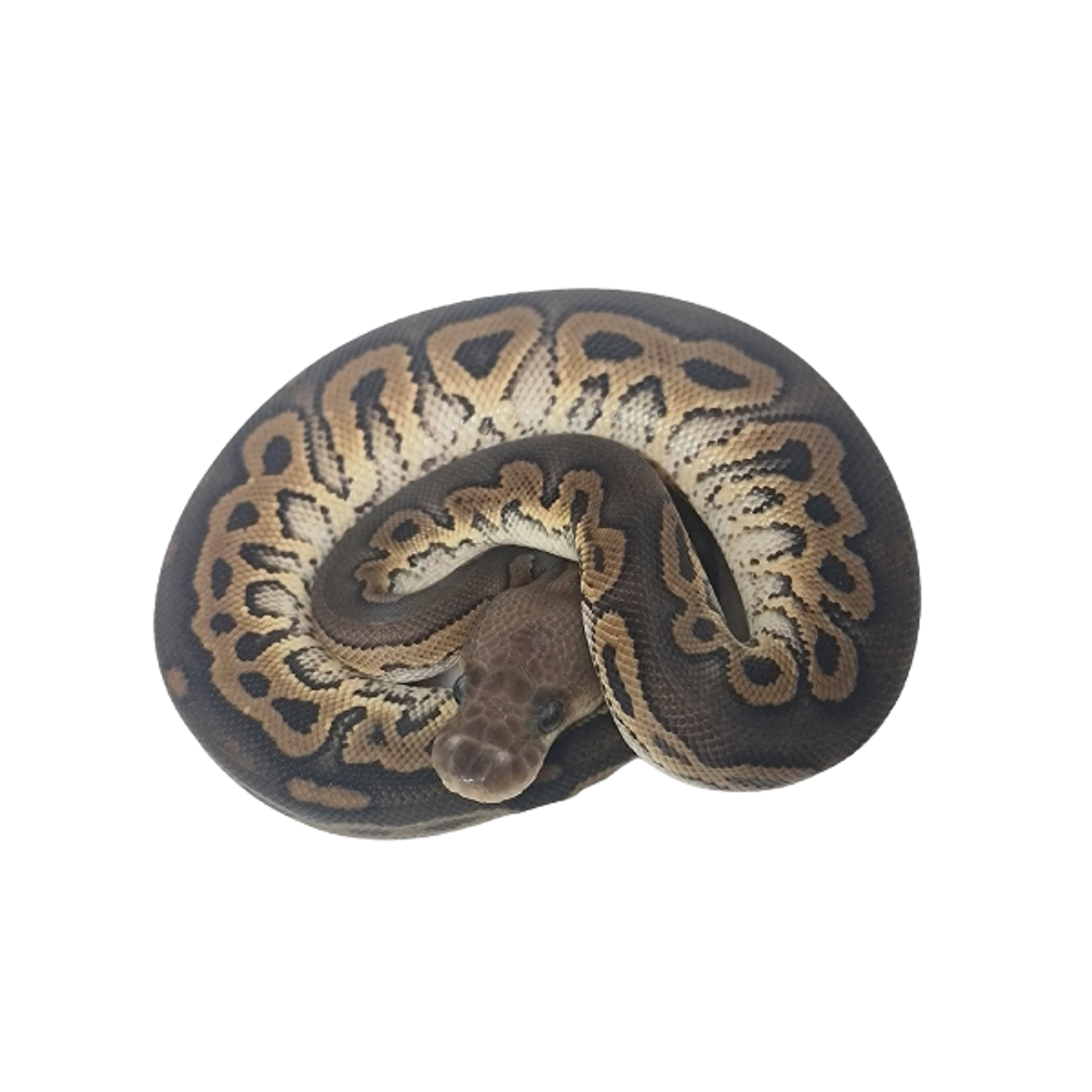 Piton Bola Fase Cinnamon 7