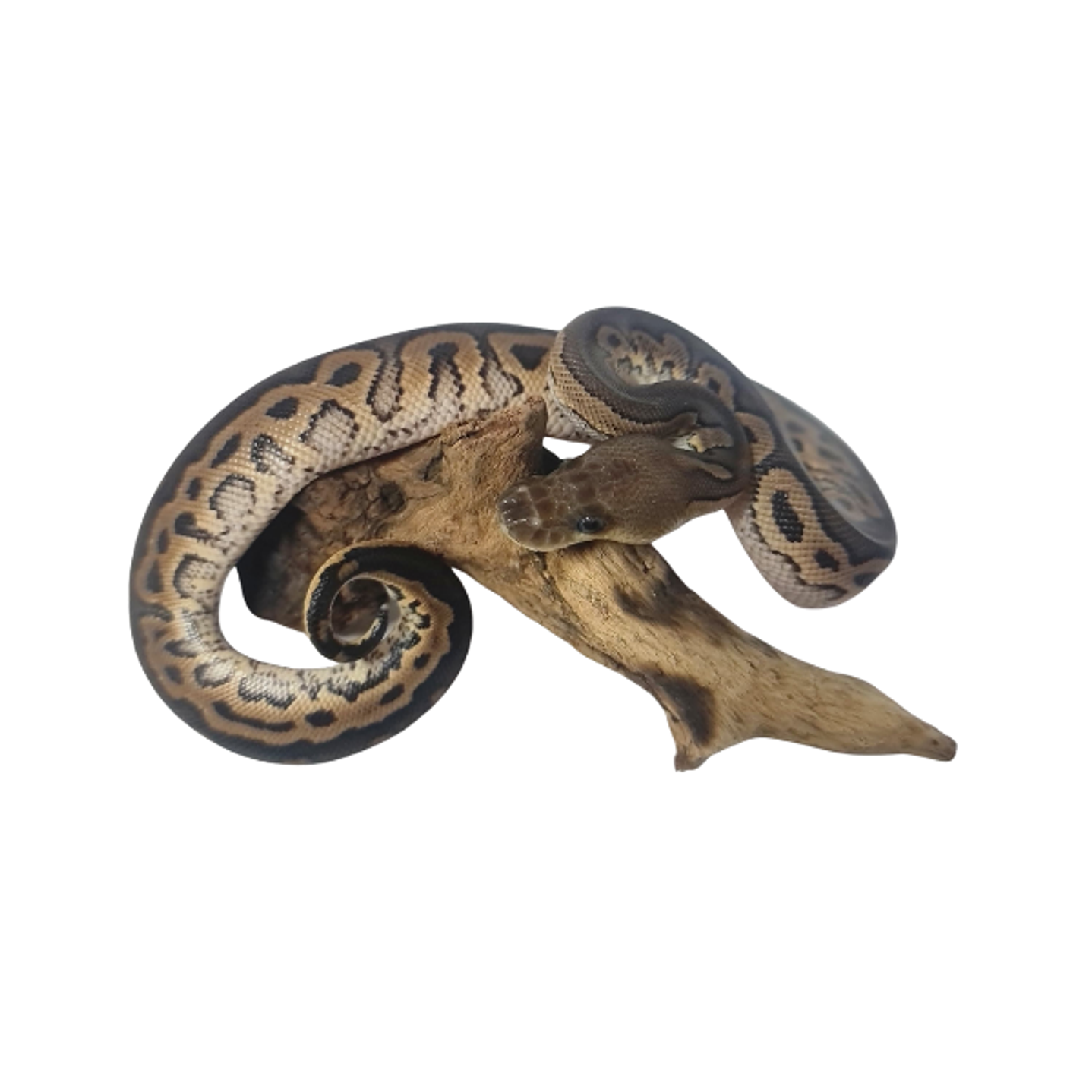 Piton Bola Fase Cinnamon 8