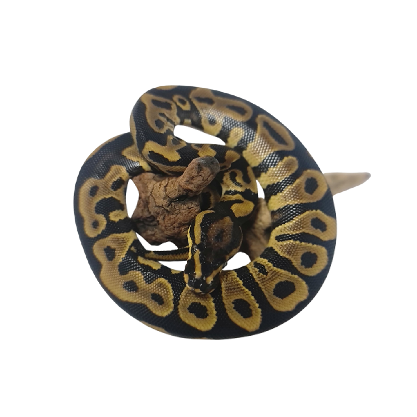 Piton Bola Fase Pastel 3